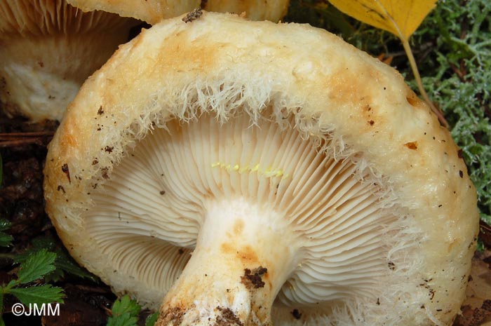 Lactarius citriolens : dtails du lait jaunissant et marge velue