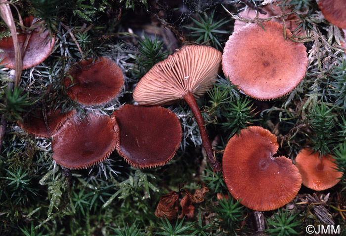 Lactarius clethrophilus