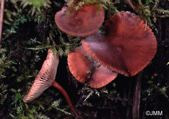 Lactarius clethrophilus