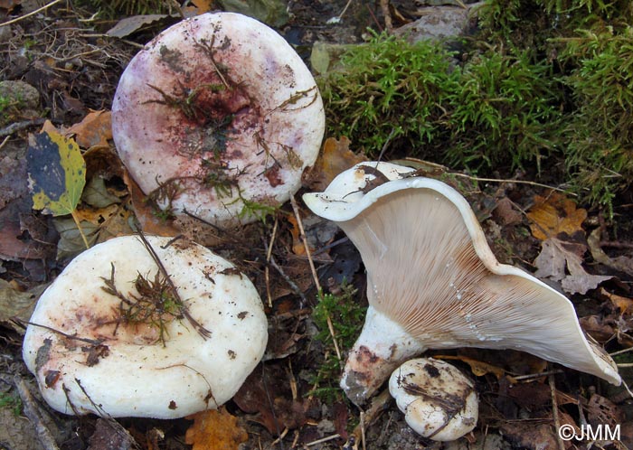 Lactarius controversus