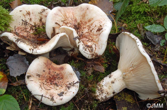 Lactarius controversus