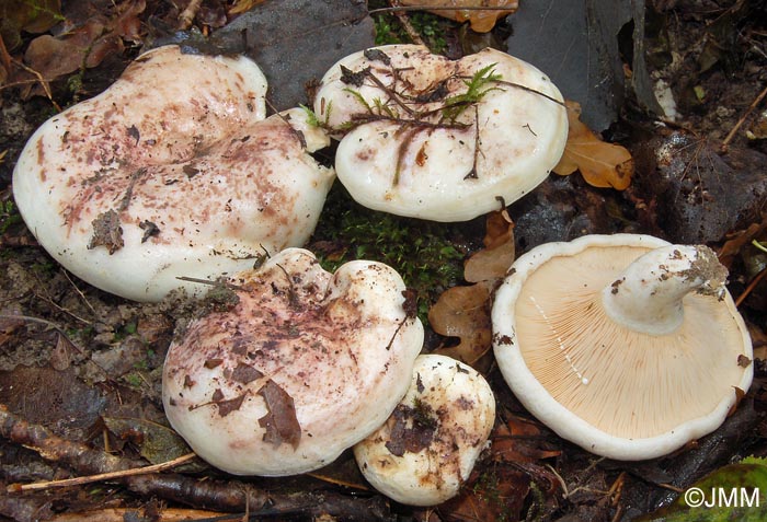 Lactarius controversus