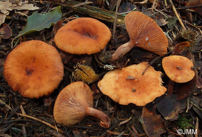 Lactarius cremor = Lactarius rostratus