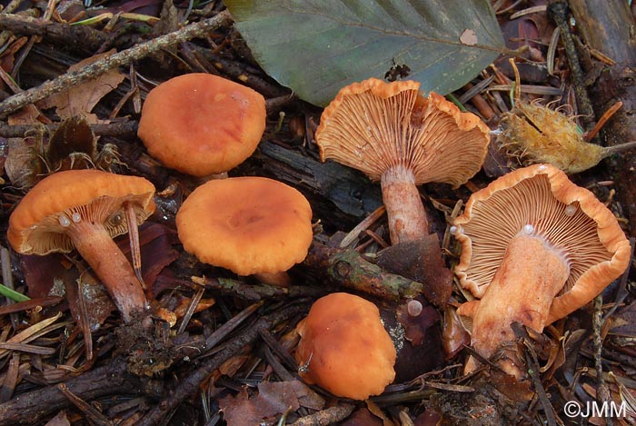 Lactarius cremor = Lactarius rostratus