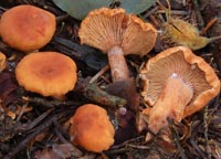 Lactarius cremor