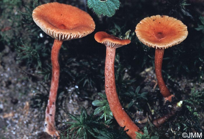 Lactarius cyathuliformis