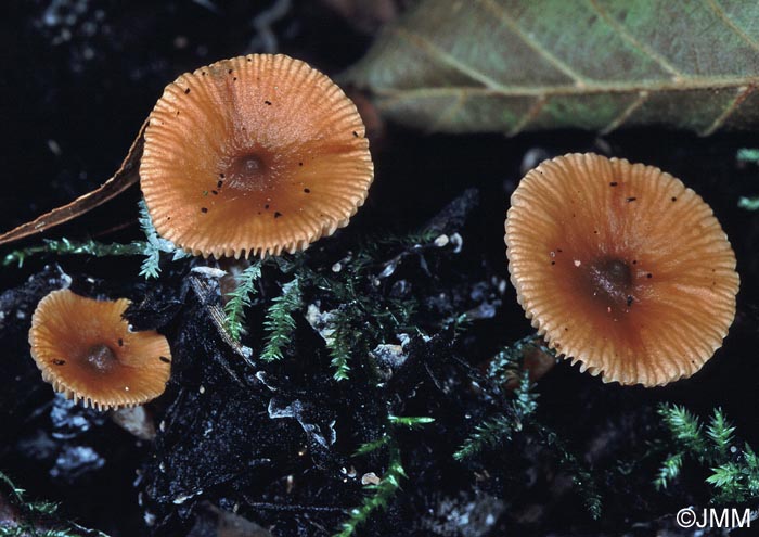 Lactarius cyathuliformis