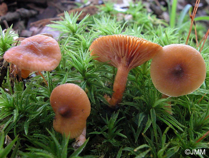 Lactarius cyathuliformis