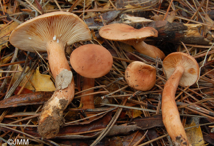 Lactarius decipiens