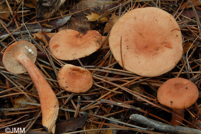 Lactarius decipiens