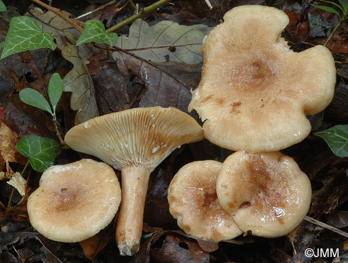 Lactarius decipiens