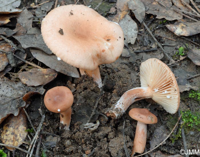 Lactarius decipiens