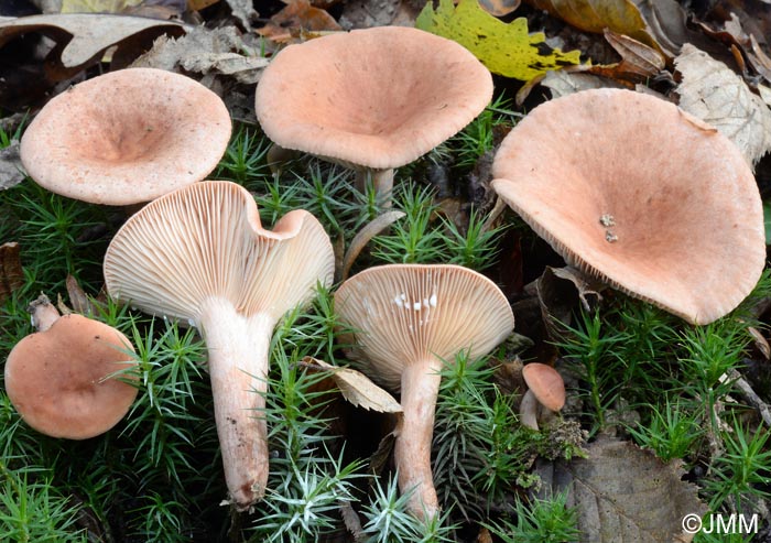 Lactarius decipiens