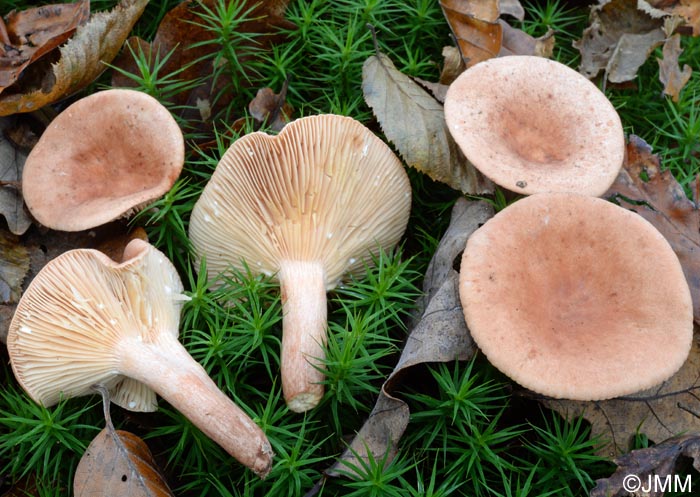 Lactarius decipiens