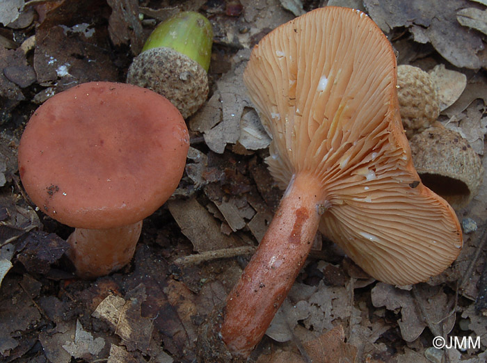 Lactarius decipiens