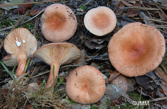 Lactarius decipiens