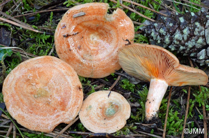 Lactarius deliciosus