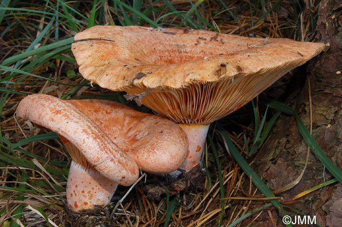 Lactarius deliciosus