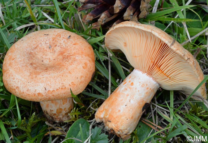 Lactarius deliciosus