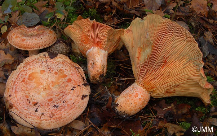 Lactarius deliciosus