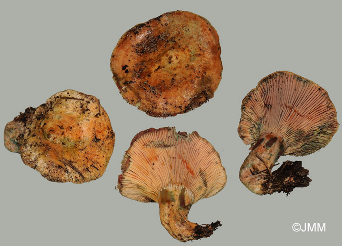 Lactarius deliciosus var. rubescens