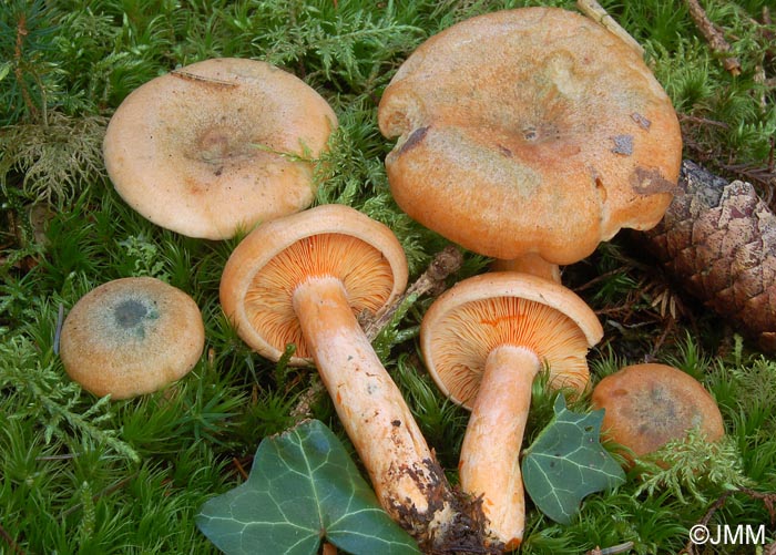 Lactarius deterrimus