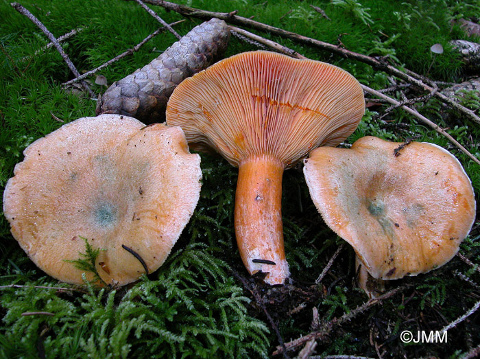 Lactarius deterrimus