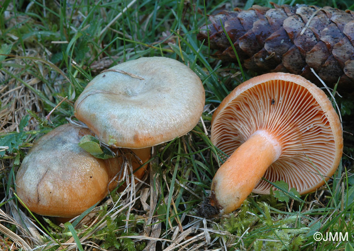 Lactarius deterrimus 