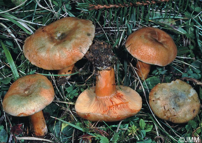 Lactarius deterrimus