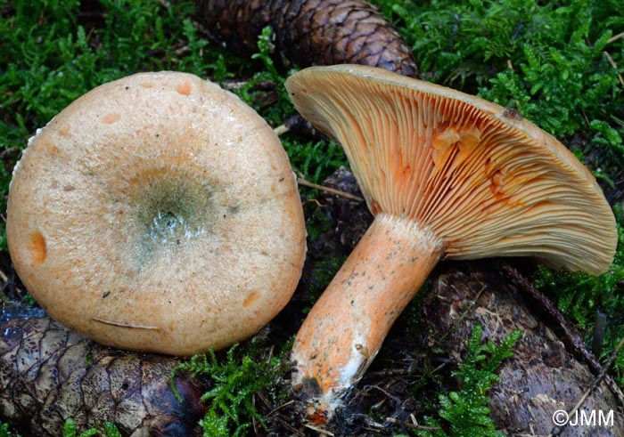 Lactarius deterrimus