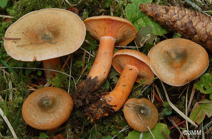 Lactarius deterrimus