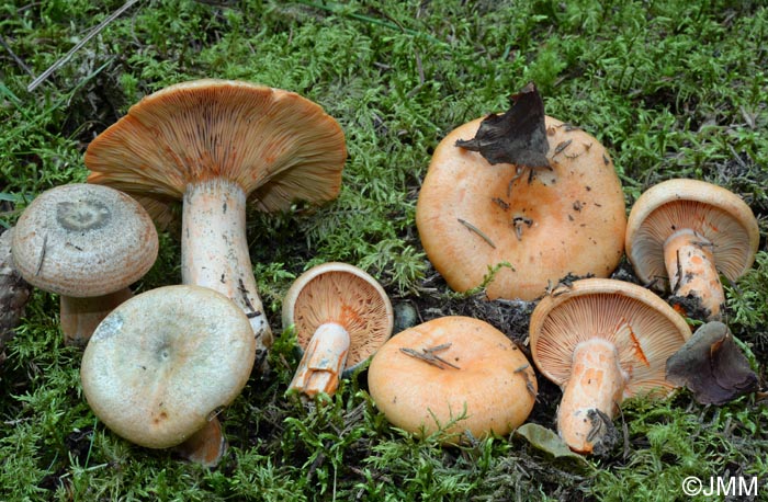 Lactarius deterrimus & Lactarius salmonicolor