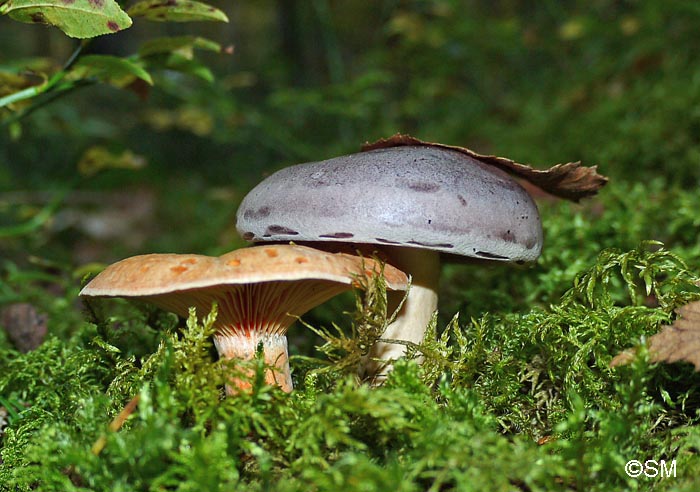 Lactarius deterrimus  gauche - Lactarius trivialis  droite