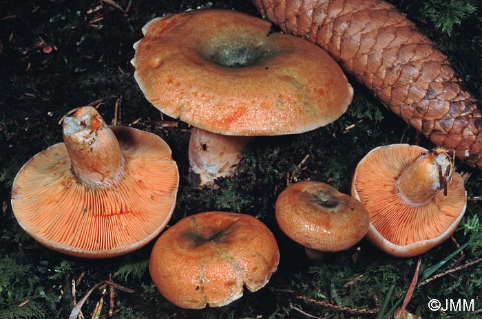 Lactarius deterrimus