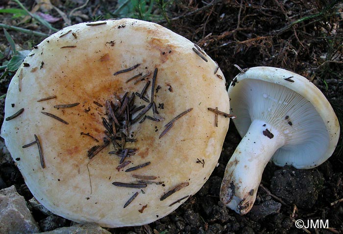 Lactarius evosmus