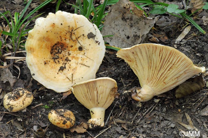 Lactarius evosmus