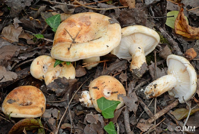 Lactarius evosmus