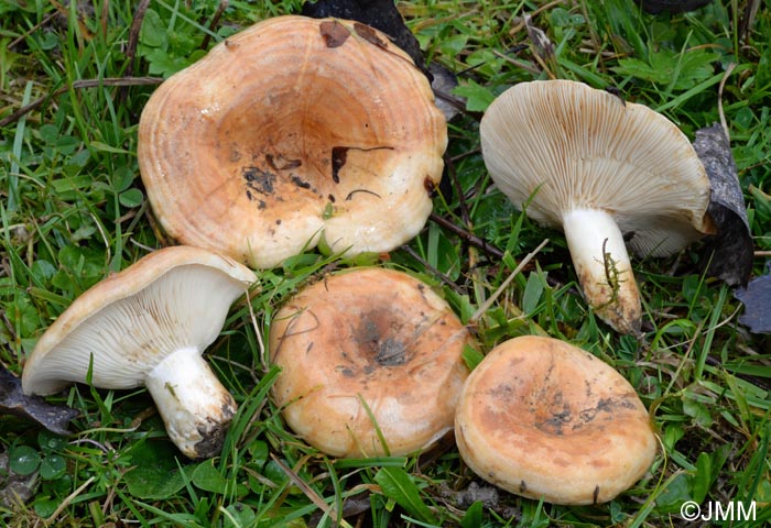 Lactarius evosmus