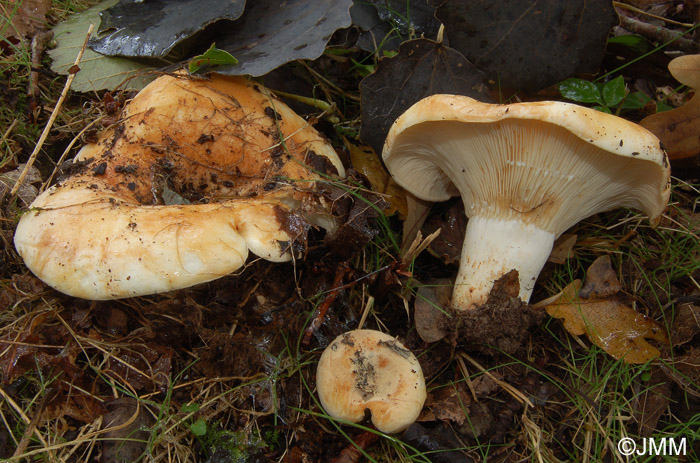 Lactarius evosmus 