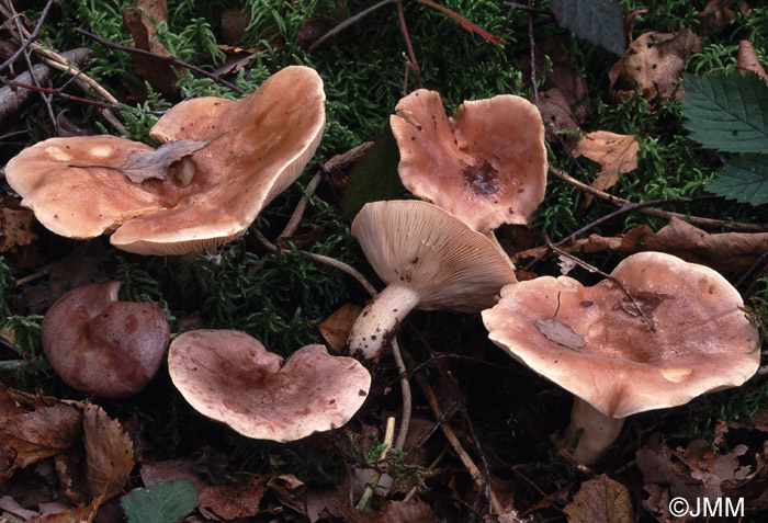 Lactarius fascinans