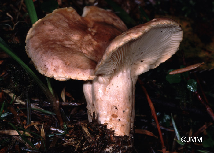 Lactarius fascinans