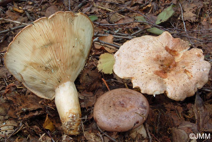 Lactarius fascinans