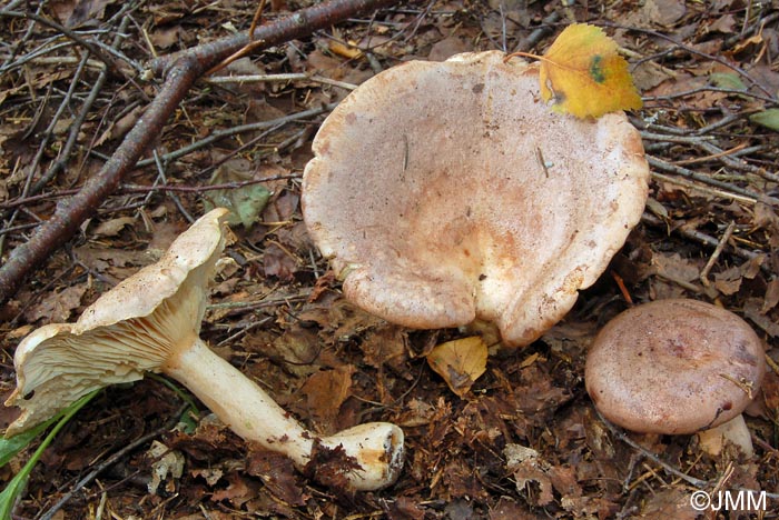 Lactarius fascinans