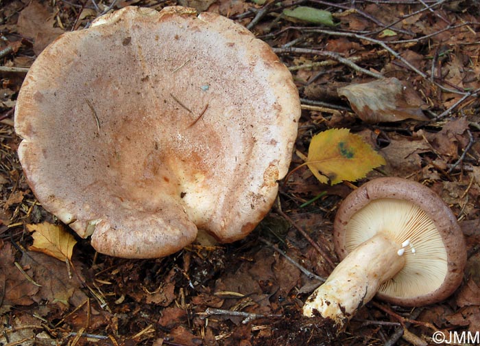 Lactarius fascinans