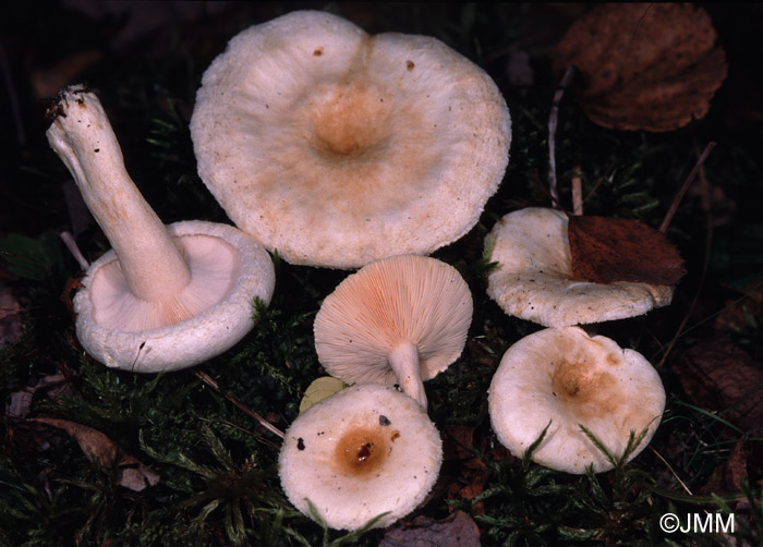 Lactarius favrei