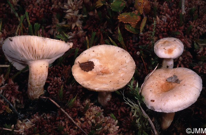 Lactarius favrei, ici li  Betula nana