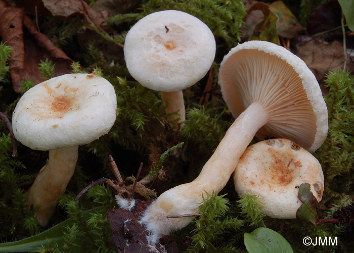 Lactarius favrei