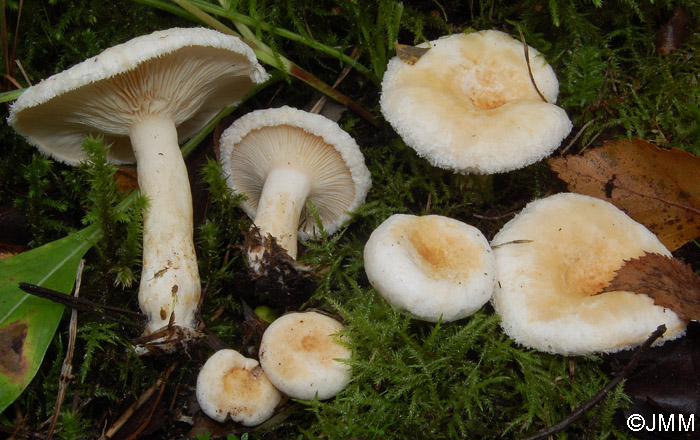 Lactarius favrei