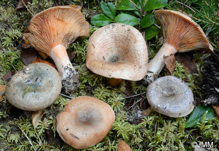 Lactarius fennoscandicus