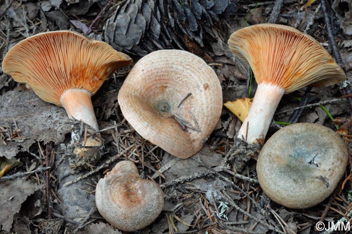 Lactarius fennoscandicus